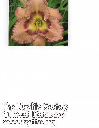 Daylily Eyes on Columbus